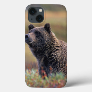 NA, USA, Alaska, Denali NP, Grizzly bear iPhone 13 Case