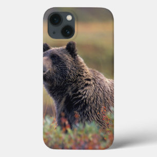 NA, USA, Alaska, Denali NP, Grizzly bear iPhone 13 Case