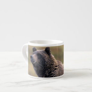 NA, USA, Alaska, Denali NP, Grizzly bear Espresso Cup