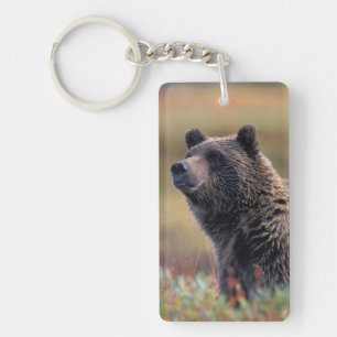 NA, USA, Alaska, Denali NP, Grizzly bear Key Ring