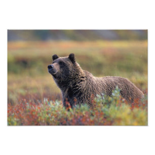NA, USA, Alaska, Denali NP, Grizzly bear Photo Print