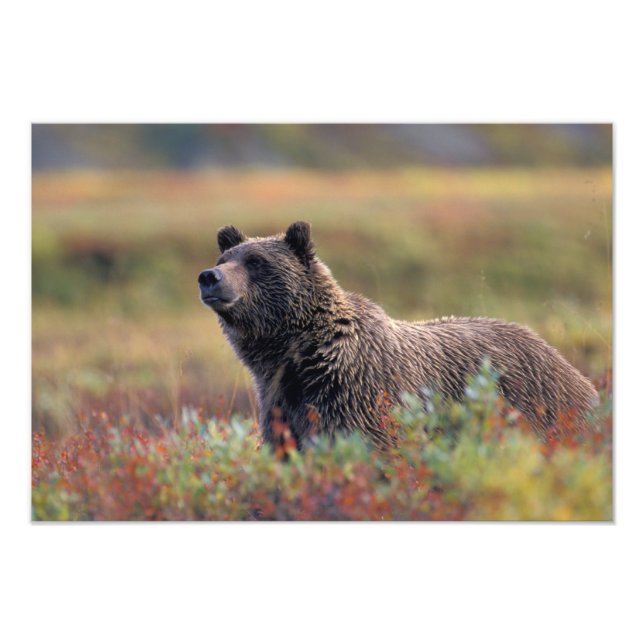 NA, USA, Alaska, Denali NP, Grizzly bear Photo Print (Front)