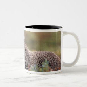 NA, USA, Alaska, Denali NP, Grizzly bear Two-Tone Coffee Mug