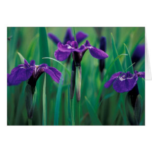 NA, USA, Alaska, Knight Island, Wild iris