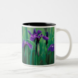 NA, USA, Alaska, Knight Island, Wild iris Two-Tone Coffee Mug