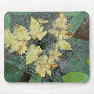 NA, USA, Alaska, Nancy Lake. Dew on spiderweb Mouse Mat