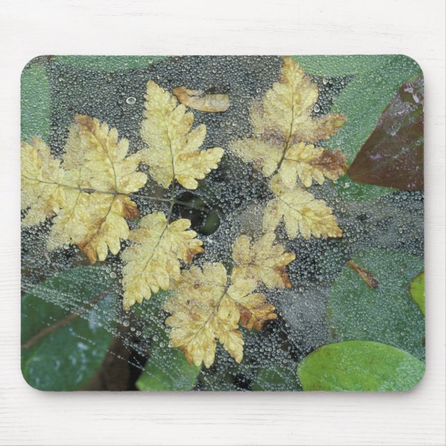NA, USA, Alaska, Nancy Lake. Dew on spiderweb Mouse Mat (Front)