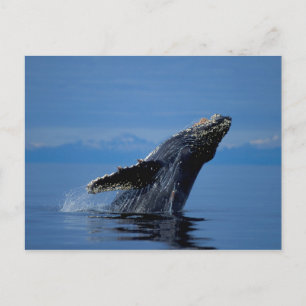 NA, USA, Alaska, Southeast Alaska, Inside Postcard