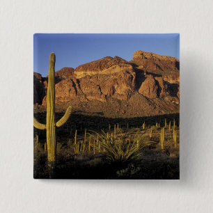 NA, USA, Arizona. Organ Pipe Cactus National 2 15 Cm Square Badge
