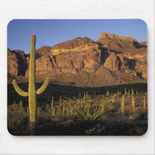 NA, USA, Arizona. Organ Pipe Cactus National 2 Mouse Mat