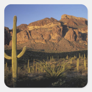 NA, USA, Arizona. Organ Pipe Cactus National 2 Square Sticker