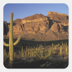 NA, USA, Arizona. Organ Pipe Cactus National 2 Square Sticker