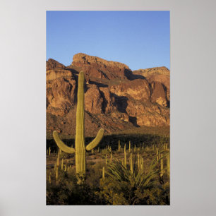NA, USA, Arizona. Organ Pipe Cactus National Poster