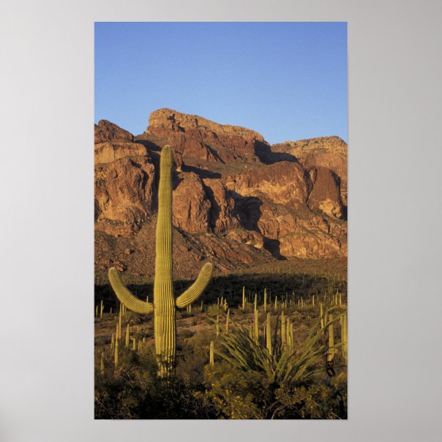 NA, USA, Arizona. Organ Pipe Cactus National Poster (Front)