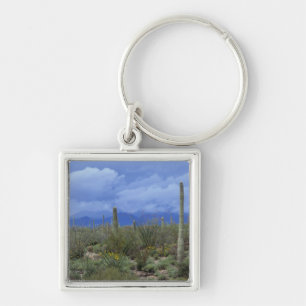 NA, USA, Arizona, Saguaro National Monument, Key Ring
