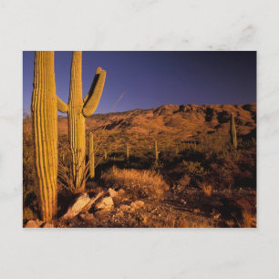 NA, USA, Arizona, Saguaro National Monument, Postcard