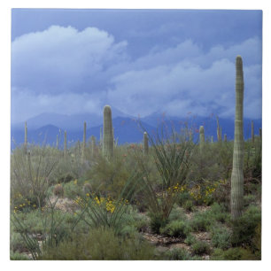 NA, USA, Arizona, Saguaro National Monument, Tile
