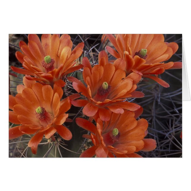 NA, USA, Arizona, San Xavier. Claret Cup cactus (Front Horizontal)
