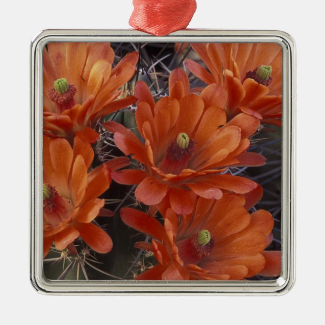 NA, USA, Arizona, San Xavier. Claret Cup cactus Metal Tree Decoration (Front)