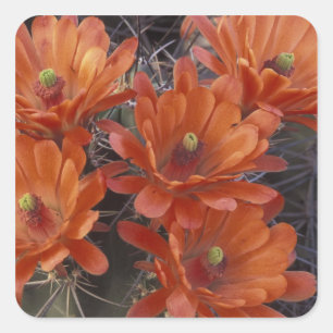 NA, USA, Arizona, San Xavier. Claret Cup cactus Square Sticker
