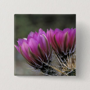 NA, USA, Arizona, Sonoran Desert. Hedgehog 15 Cm Square Badge