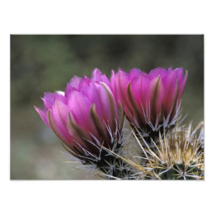 NA, USA, Arizona, Sonoran Desert. Hedgehog Photo Print