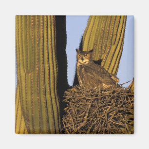 NA, USA, Arizona, Tucson. Great horned owl Magnet