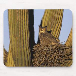 NA, USA, Arizona, Tucson. Great horned owl Mouse Mat