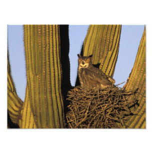 NA, USA, Arizona, Tucson. Great horned owl Photo Print