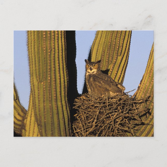 NA, USA, Arizona, Tucson. Great horned owl Postcard (Front)