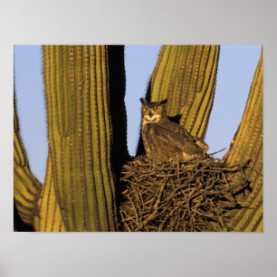 NA, USA, Arizona, Tucson. Great horned owl Poster
