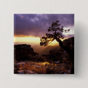 NA, USA, Arizona, Tucson, Sunset and lone 15 Cm Square Badge