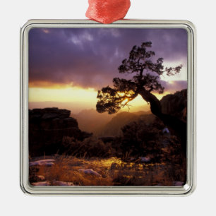 NA, USA, Arizona, Tucson, Sunset and lone Metal Tree Decoration
