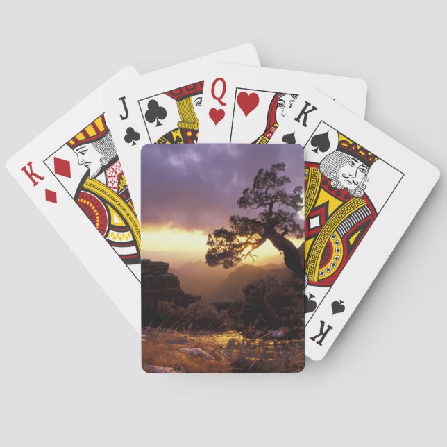 NA, USA, Arizona, Tucson, Sunset and lone Playing Cards (Back)