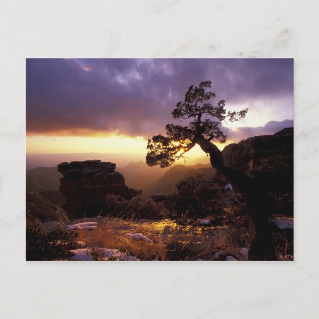 NA, USA, Arizona, Tucson, Sunset and lone Postcard (Front)