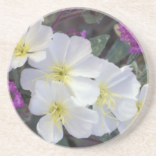 NA, USA, California, Anza Borrego Desert State Coaster