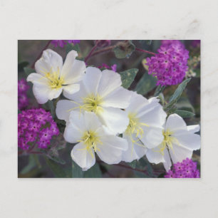 NA, USA, California, Anza Borrego Desert State Postcard