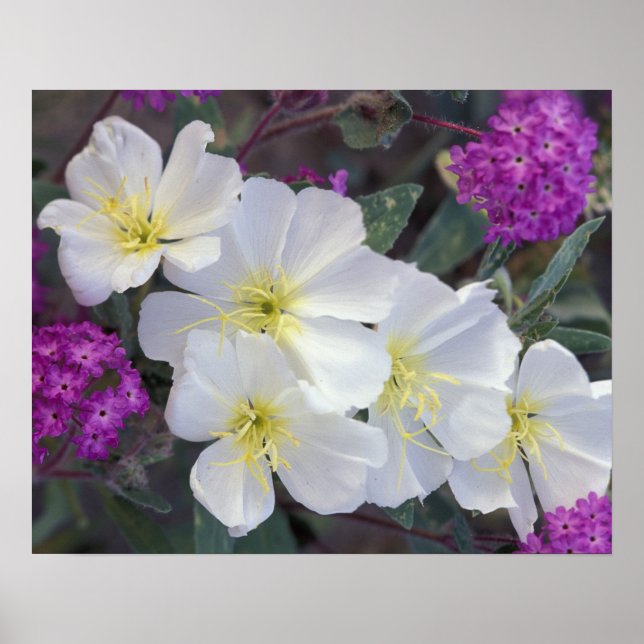 NA, USA, California, Anza Borrego Desert State Poster (Front)