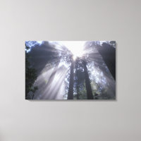 NA, USA, California. Del Norte Coast State 2