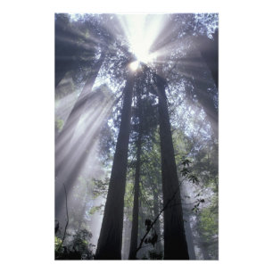 NA, USA, California. Del Norte Coast State 2 Photo Print