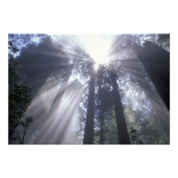 NA, USA, California. Del Norte Coast State 2