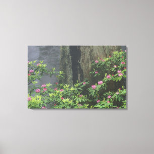 NA, USA, California. Del Norte Coast State Canvas Print