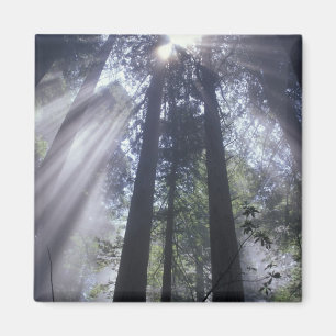 NA, USA, California. Del Norte Coast State Magnet