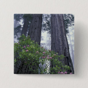 NA, USA, California. Del Norte Coast State Park. 2 15 Cm Square Badge