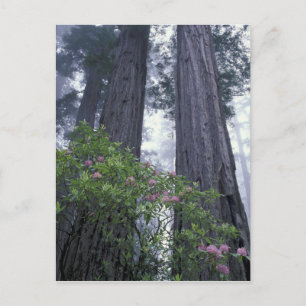 NA, USA, California. Del Norte Coast State Park. 2 Postcard