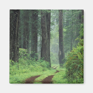 NA, USA, California. Del Norte Coast State Park. 3 Magnet
