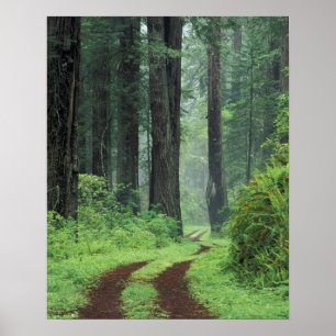 NA, USA, California. Del Norte Coast State Park. 3 Poster