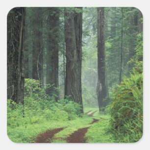 NA, USA, California. Del Norte Coast State Park. 3 Square Sticker