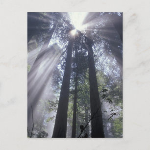 NA, USA, California. Del Norte Coast State Postcard