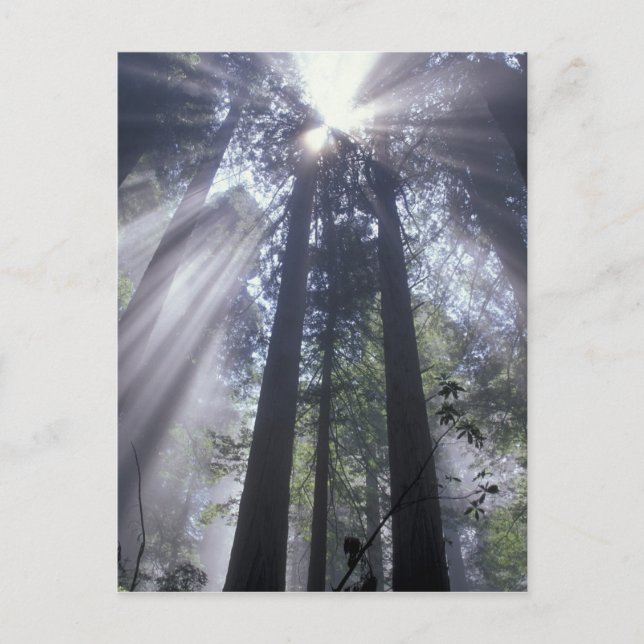 NA, USA, California. Del Norte Coast State Postcard (Front)